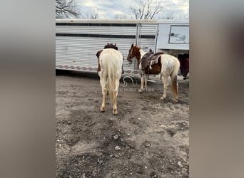 Cheval de trait, Hongre, 9 Ans, 152 cm, Alezan cuivré