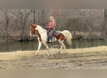 Cheval de trait, Hongre, 9 Ans, 152 cm, Alezan cuivré