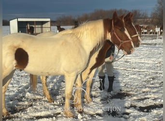 Cheval de trait, Hongre, 9 Ans, 152 cm, Alezan cuivré