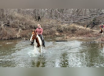 Cheval de trait, Hongre, 9 Ans, 152 cm, Alezan cuivré