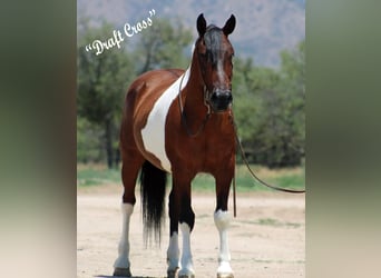 Cheval de trait Croisé, Hongre, 9 Ans, 152 cm, Pinto