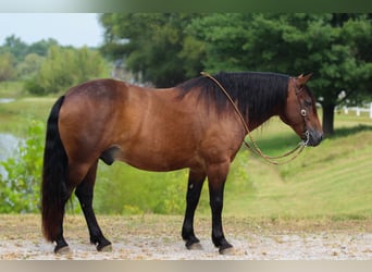 Cheval de trait Croisé, Hongre, 9 Ans, 155 cm, Bai cerise