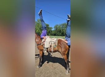 Cheval de trait Croisé, Hongre, 9 Ans, 157 cm, Bai cerise