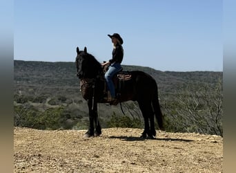 Cheval de trait, Hongre, 9 Ans, 160 cm, Noir