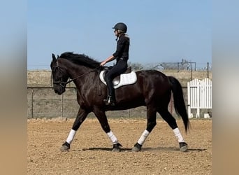 Cheval de trait, Hongre, 9 Ans, 160 cm, Noir