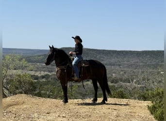 Cheval de trait, Hongre, 9 Ans, 160 cm, Noir