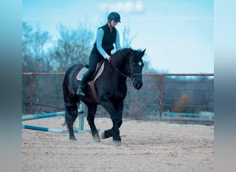 Cheval de trait Croisé, Hongre, 9 Ans, 160 cm, Rouan Bleu