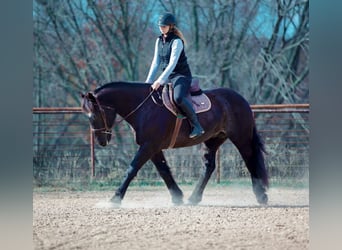 Cheval de trait Croisé, Hongre, 9 Ans, 160 cm