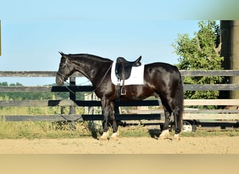 Cheval de trait Croisé, Hongre, 9 Ans, 163 cm, Noir
