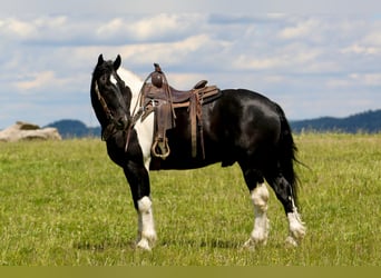 Cheval de trait Croisé, Hongre, 9 Ans, 163 cm, Pinto