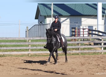 Cheval de trait, Hongre, 9 Ans, 165 cm, Rouan Bleu