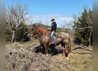 Cheval de trait, Hongre, 9 Ans, 168 cm, Rouan Rouge