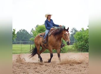 Cheval de trait, Hongre, 9 Ans, Isabelle