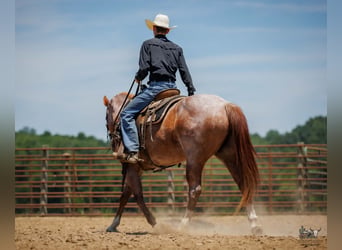 Cheval de trait Croisé, Hongre, 9 Ans, Rouan Rouge