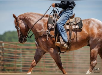 Cheval de trait Croisé, Hongre, 9 Ans, Rouan Rouge