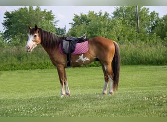 Cheval de trait, Hongre, 9 Ans, Sabino