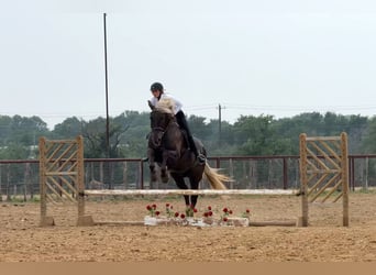 Cheval de trait Croisé, Hongre, 9 Ans