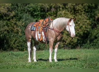 Cheval de trait Croisé, Jument, 10 Ans, 163 cm, Sabino