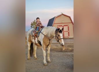 Cheval de trait Croisé, Jument, 10 Ans, 165 cm, Pinto