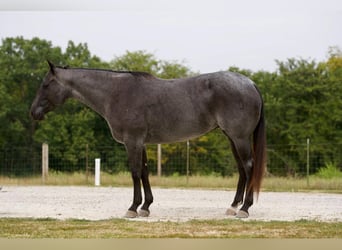 Cheval de trait, Jument, 11 Ans, Rouan Bleu