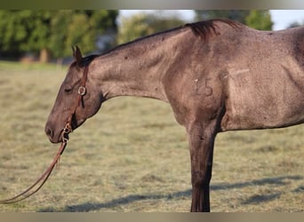 Cheval de trait, Jument, 11 Ans, Rouan Bleu