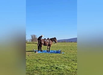 Cheval de trait Croisé, Jument, 12 Ans, 155 cm, Bai brun