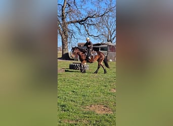 Cheval de trait Croisé, Jument, 12 Ans, 155 cm, Bai brun