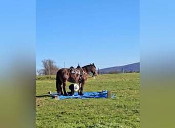 Cheval de trait Croisé, Jument, 12 Ans, 155 cm, Bai brun