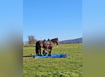 Cheval de trait Croisé, Jument, 12 Ans, 155 cm, Bai brun