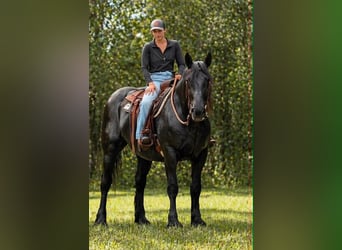 Cheval de trait, Jument, 12 Ans, 165 cm, Noir