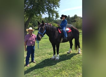 Cheval de trait, Jument, 12 Ans, Noir