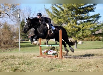 Cheval de trait, Jument, 12 Ans, Noir