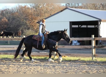 Cheval de trait, Jument, 12 Ans, Noir