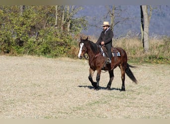 Cheval de trait Croisé, Jument, 13 Ans, 155 cm, Bai brun