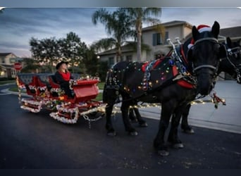 Cheval de trait, Jument, 13 Ans, 165 cm, Noir