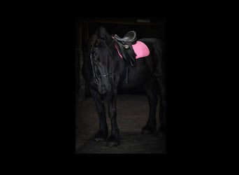 Cheval de trait, Jument, 13 Ans, 165 cm, Noir