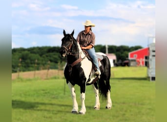 Cheval de trait, Jument, 14 Ans, 170 cm, Tobiano-toutes couleurs