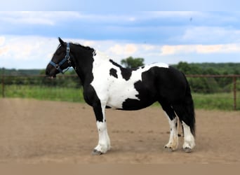 Cheval de trait, Jument, 14 Ans, 170 cm, Tobiano-toutes couleurs