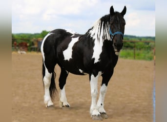 Cheval de trait, Jument, 14 Ans, 170 cm, Tobiano-toutes couleurs