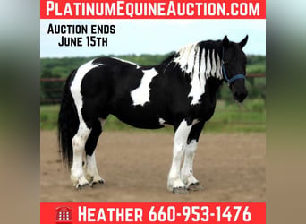 Cheval de trait, Jument, 14 Ans, 170 cm, Tobiano-toutes couleurs