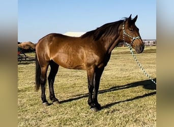 Cheval de trait Croisé, Jument, 16 Ans, 163 cm, Bai cerise