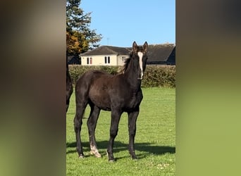 Cheval de trait, Jument, 1 Année, 168 cm, Alezan