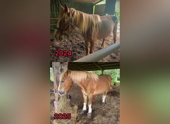 Cheval de trait, Jument, 22 Ans, Alezan