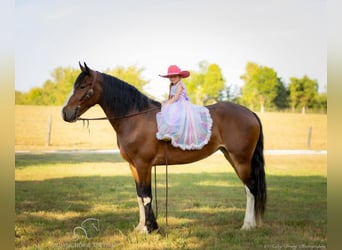 Cheval de trait, Jument, 3 Ans, 163 cm, Bai cerise