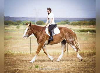 Cheval de trait Croisé, Jument, 3 Ans, 173 cm, Alezan cuivré