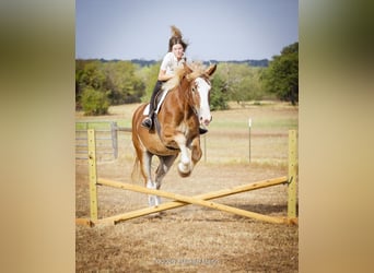 Cheval de trait Croisé, Jument, 3 Ans, 173 cm, Alezan cuivré