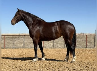 Cheval de trait, Jument, 3 Ans, 173 cm, Bai cerise