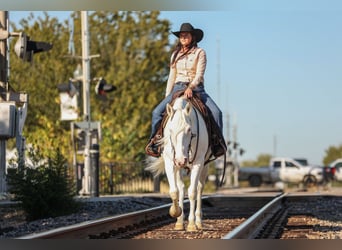 Cheval de trait Croisé, Jument, 4 Ans, 150 cm, Blanc