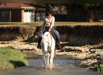 Cheval de trait Croisé, Jument, 4 Ans, 150 cm, Blanc