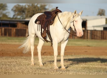 Cheval de trait Croisé, Jument, 4 Ans, 150 cm, Blanc